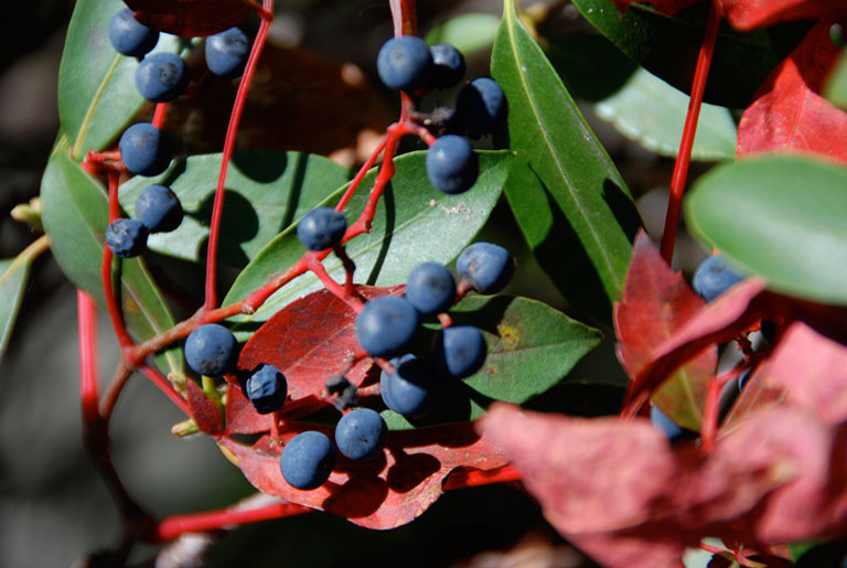 Fall Berries